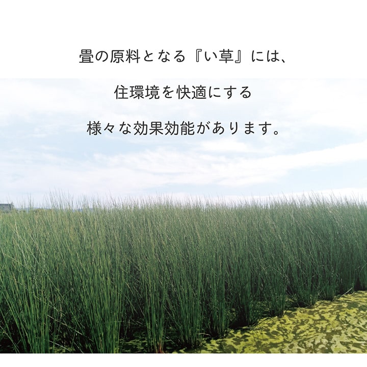 フローリングに置くだけ置き畳 無地畳 なつかしい畳の香りと肌ざわり