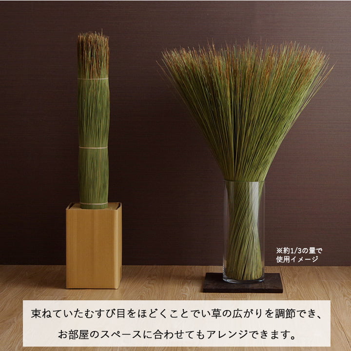 い草そのものをいかした消臭機能付きの観葉植物 畳のもと