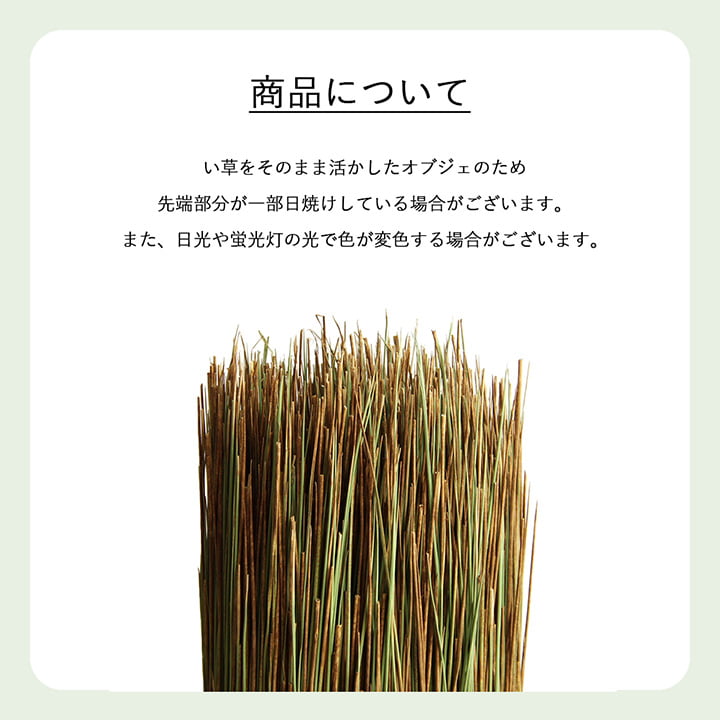 い草そのものをいかした消臭機能付きの観葉植物 畳のもと