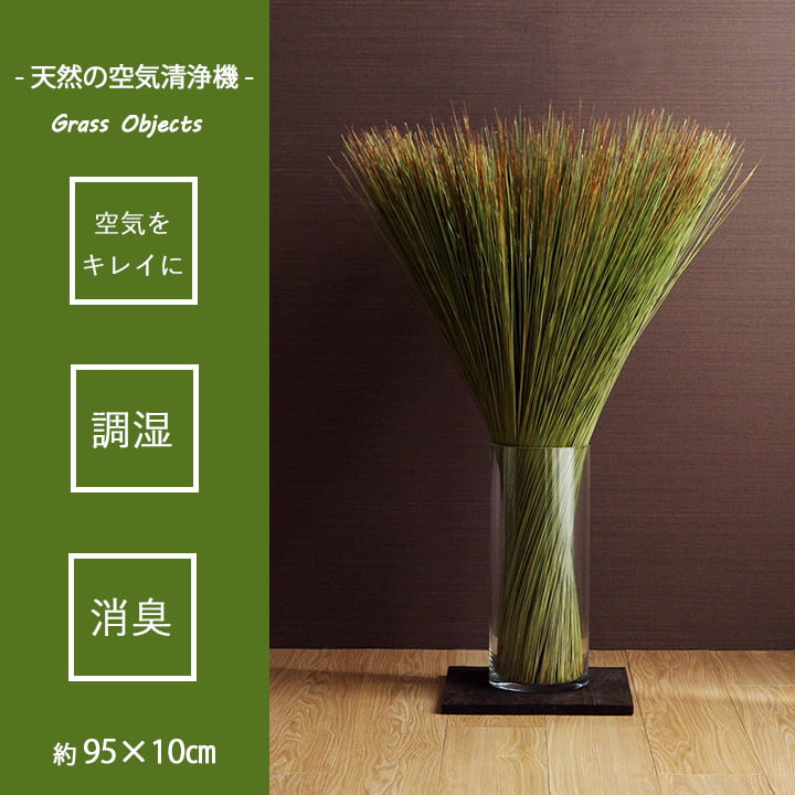 い草そのものをいかした消臭機能付きの観葉植物 畳のもと