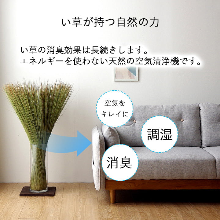 い草そのものをいかした消臭機能付きの観葉植物 畳のもと