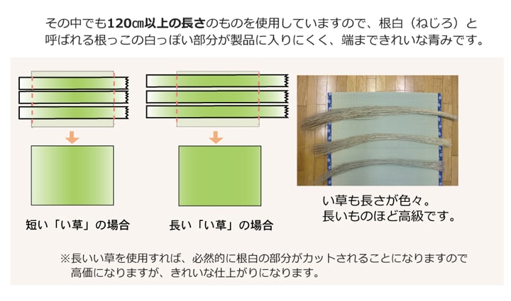 い草上敷き 梅花 江戸間サイズ