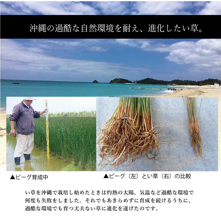 沖縄で育ったい草の沖縄ビーグラグ 太く丈夫に育った沖縄のい草を使用 裏面不織布タイプ